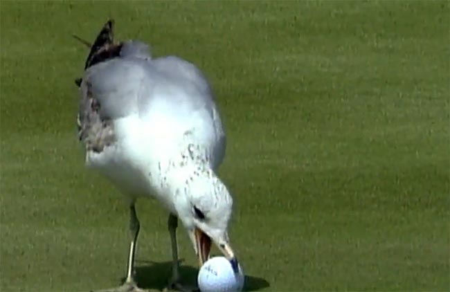 Veja, abaixo, o vídeo com a seleção de acidentes envolvendo animais em campos de golfe no no PGA Tour